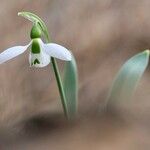 Galanthus elwesii Blomst