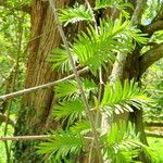 Metasequoia glyptostroboides ഇല