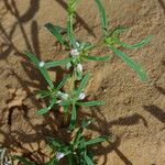 Gisekia pharnaceoides Otro