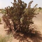 Maerua crassifolia Hábito
