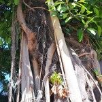 Ficus altissima Bark