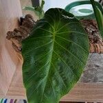 Alocasia clypeolata Hoja