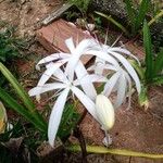 Crinum americanum Flower