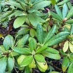 Rhododendron ponticum Leaf