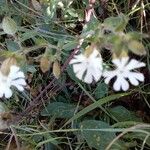 Silene latifolia फूल