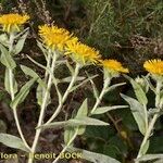 Inula helenioides Altul/Alta