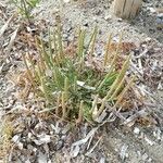 Plantago weldenii Leaf