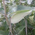 Asclepias viridiflora Plod