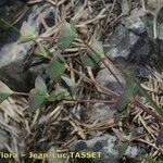 Euphorbia variabilis Hábito