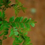 Tessmannia anomala Hoja