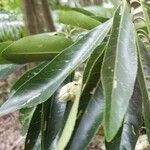 Elaeocarpus angustifolius Leaf