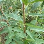 Desmodium canadense Blatt