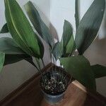 Aspidistra elatior List