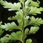 Asplenium lividum Liść