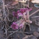 Astragalus missouriensis Flower