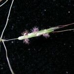 Capillipedium assimile Hábito