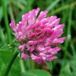 Trifolium pratense Flower