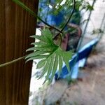 Ipomoea x multifida Leaf