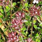 Thymus praecox Leaf