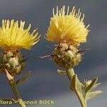 Centaurea sicula অন্যান্য