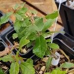 Quercus hirtifolia Blatt