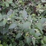 Rubus questieri Blad