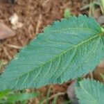 Corchorus hirtus ഇല