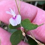 Lespedeza procumbens Kukka