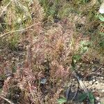 Catapodium rigidum Hábito