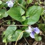 Viola rostrata Leaf