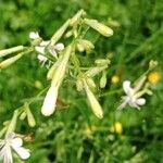 Silene italica Flor