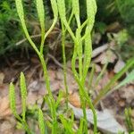Diphasiastrum complanatum Fula