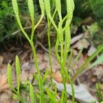 Lycopodium complanatum Flower