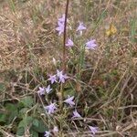 Campanula rapunculus عادت داشتن