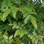 Ailanthus altissima পাতা