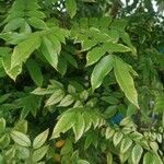 Ailanthus altissimaDeilen