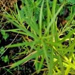 Euthamia graminifolia Leaf