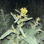 Brassica rapa Leaf