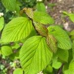 Viburnum lantanoides Leaf