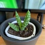 Aloe gariepensis Leaf