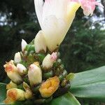 Costus afer Fiore