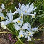 Iris orientalis Çiçek