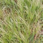 Bromus sterilis 形態