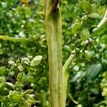 Atriplex hortensis Kůra