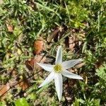 Zephyranthes atamasco Çiçek