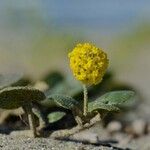 Abronia latifolia ᱛᱟᱦᱮᱸ
