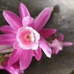 Disocactus phyllanthoides Blüte
