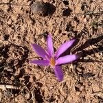 Colchicum filifolium 花