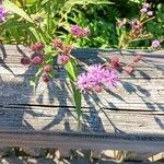 Vernonia noveboracensisΛουλούδι