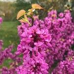 Cercis chinensis Kwiat